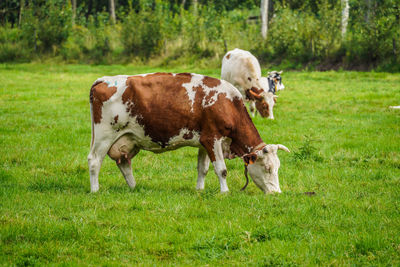 Cows in a field
