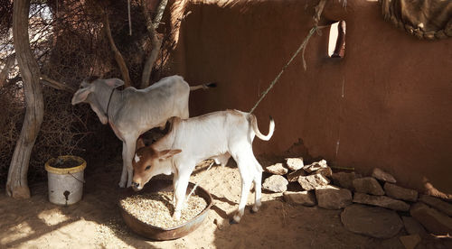 Calves in pen