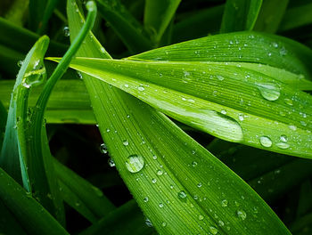 Close-up of wet plant leaves during rainy season