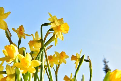 Close-up of yellow flowers