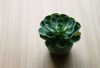 High angle view of succulent plant on table