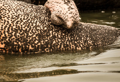 Close-up of turtle in water