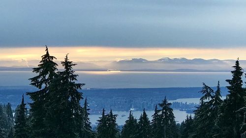 Trees on landscape against sky during sunset