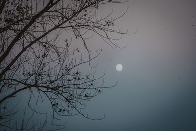 Low angle view of bare tree against sky at night