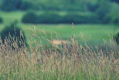 Close-up of wheat growing on field