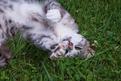 High angle view of cat lying on field