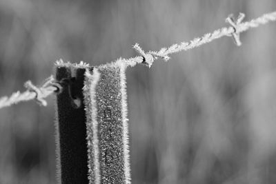 Close-up of plant against blurred background