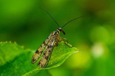 Close-up of insect on plant