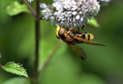Close-up of bee pollinating on flower