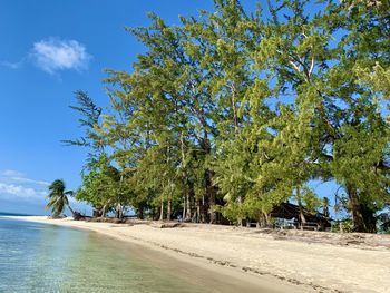 Trees on beach against blue sky