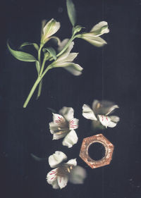 Close-up of flower vase on table