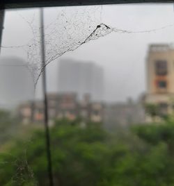 Close-up of wet plant against sky during rainy season