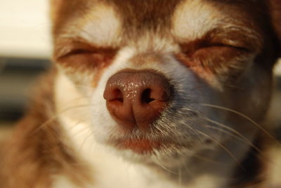 Close-up of dog