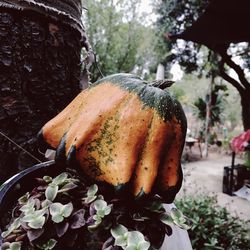 Close-up of pumpkin on tree