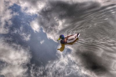 High angle view of male mallard duck swimming in lake