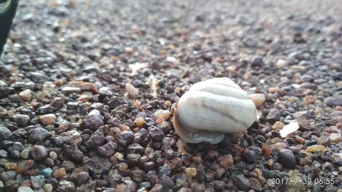 Close-up of seashell on pebbles at beach