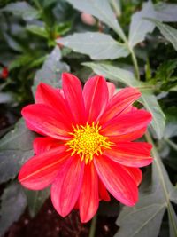 Close-up of red flower