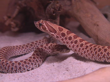 Close-up of lizard