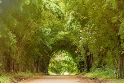 Road amidst trees in forest