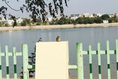 Bird perching on tree against clear sky