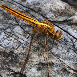 Close-up of insect