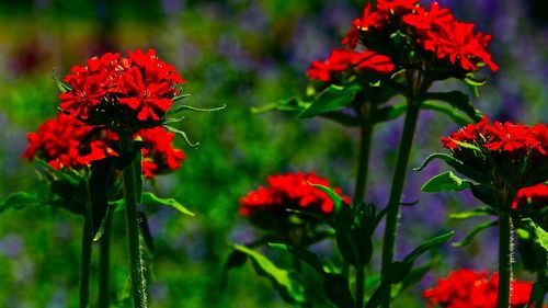 Close-up of red flowers blooming outdoors