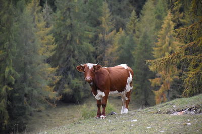 Cow standing in a farm