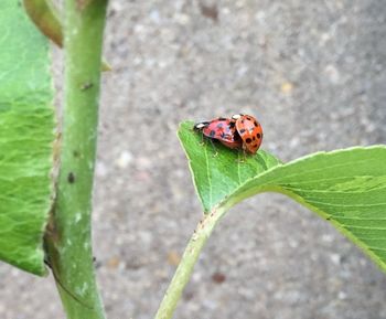 Close-up of insect on leaf