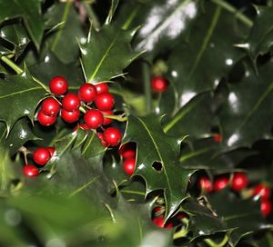 Close-up of cherries on tree