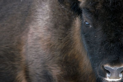 Close-up portrait of a horse