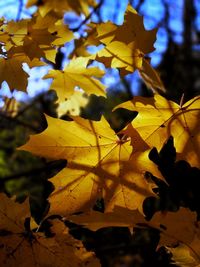 Close-up of yellow maple leaves