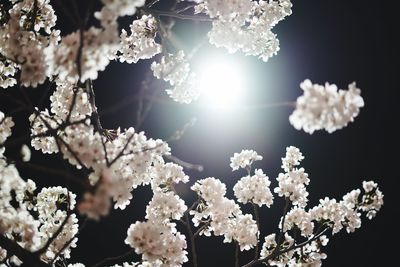 Close-up of cherry blossom against bright sun