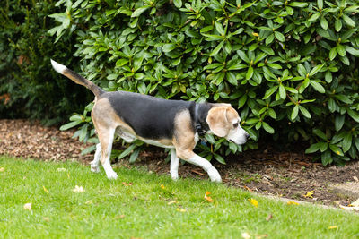 Side view of a dog