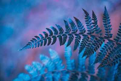 Low angle view of a leaf