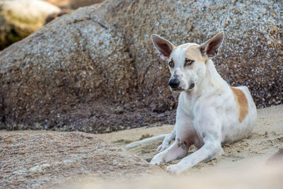 Close-up portrait of dog