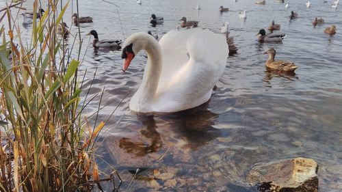 Swans swimming in lake