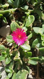 High angle view of passion flower blooming outdoors