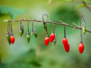 Close-up of red berries growing on tree