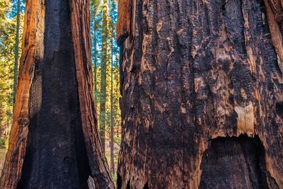 Full frame shot of tree trunk