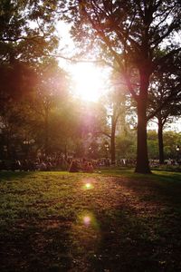 Sun shining through trees in park