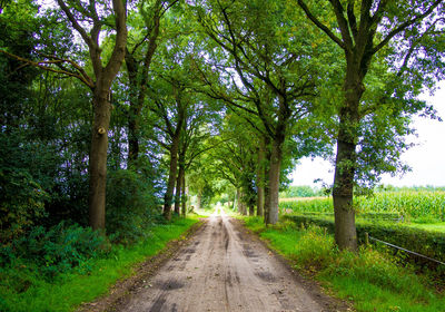 Dirt road amidst trees