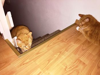 High angle view of cat sitting on hardwood floor