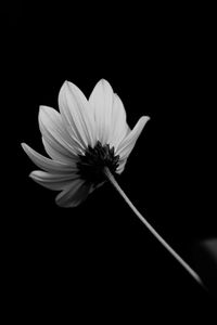 Close-up of flower against black background