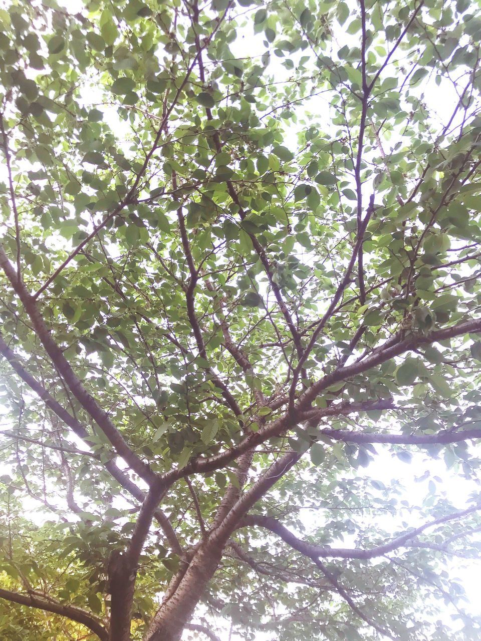 LOW ANGLE VIEW OF TREES AGAINST SKY IN FOREST