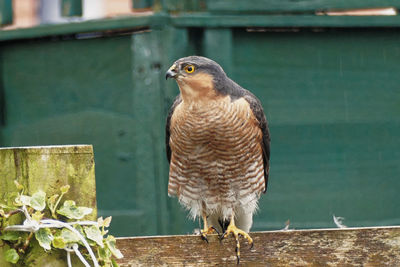 Close-up of bird perching on railing