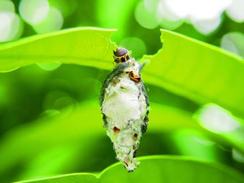 Close-up of insect on plant