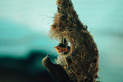 Close-up of birds on nest against blue sky