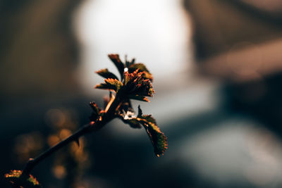 Close-up of flowering plant against blurred background