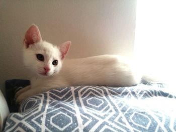 Portrait of kitten relaxing on bed at home