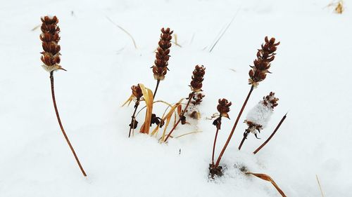 Close-up of plants against sky